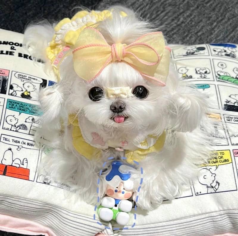 อวาตาร์สุนัขน่ารัก (4)