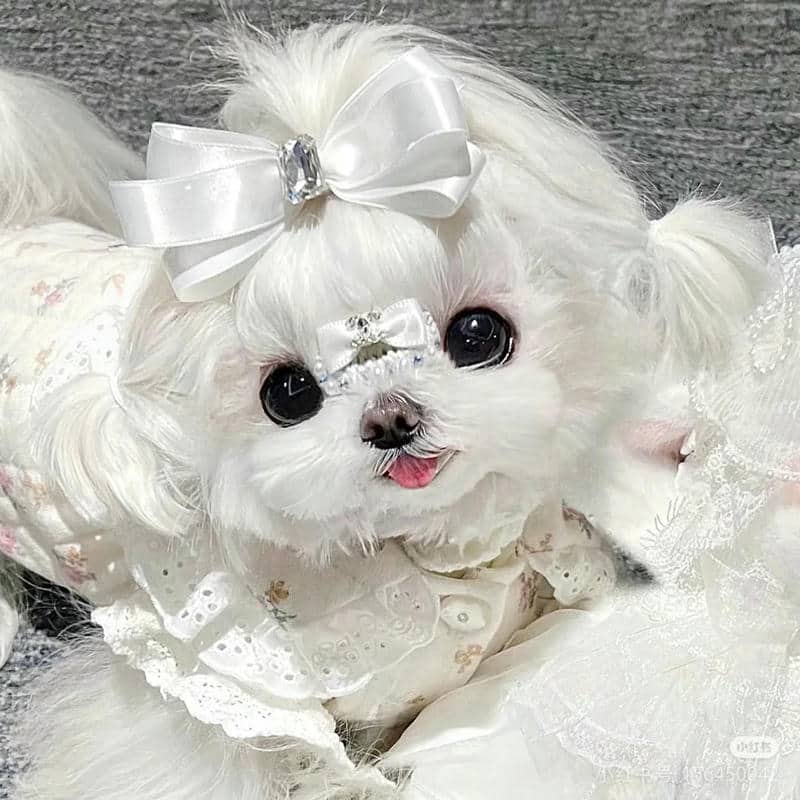 อวาตาร์สุนัขน่ารัก (5)