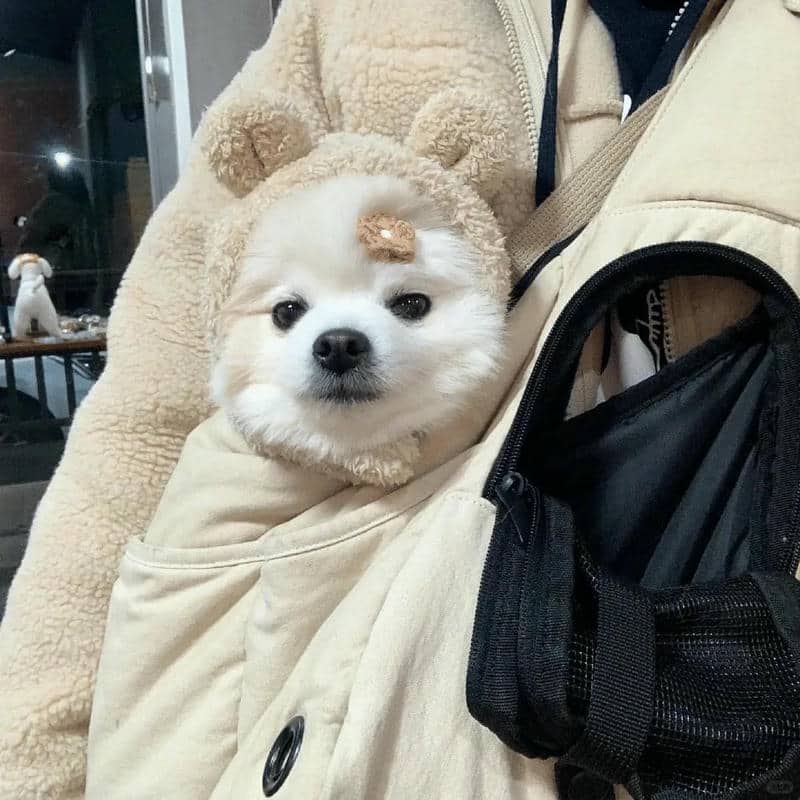 อวาตาร์สุนัขน่ารัก (6)