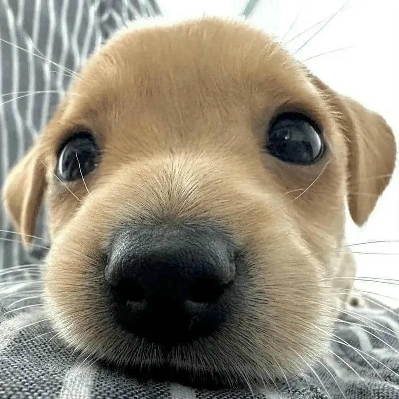 อวาตาร์สุนัขน่ารัก (7)