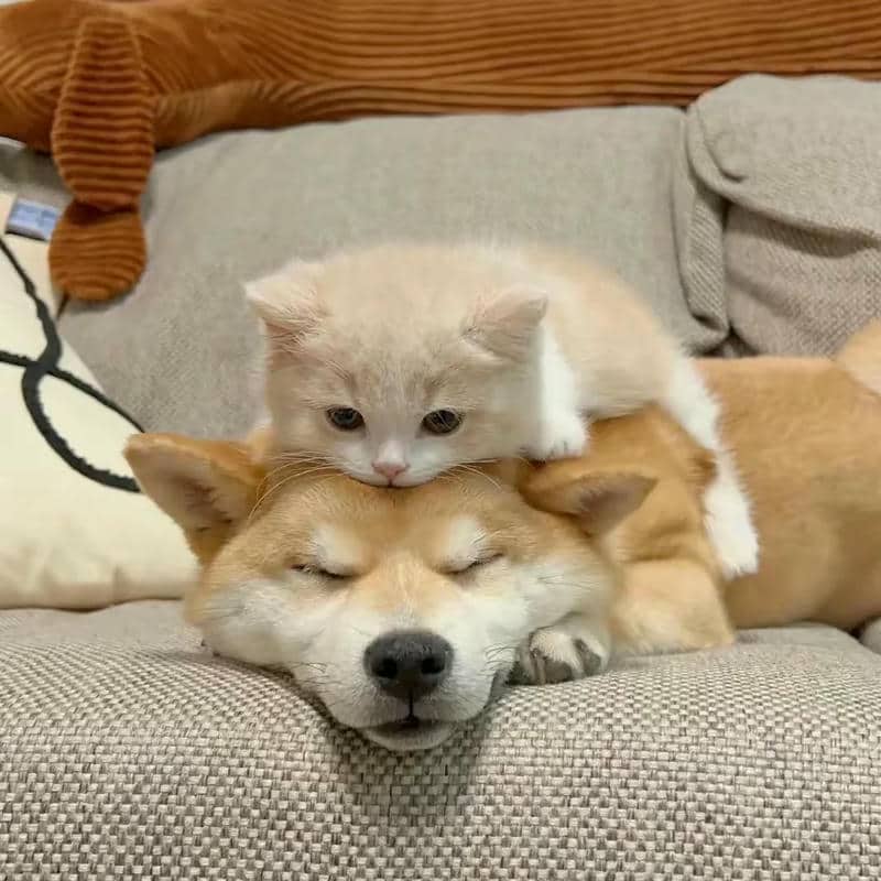 อวาตาร์สุนัขน่ารัก (8)