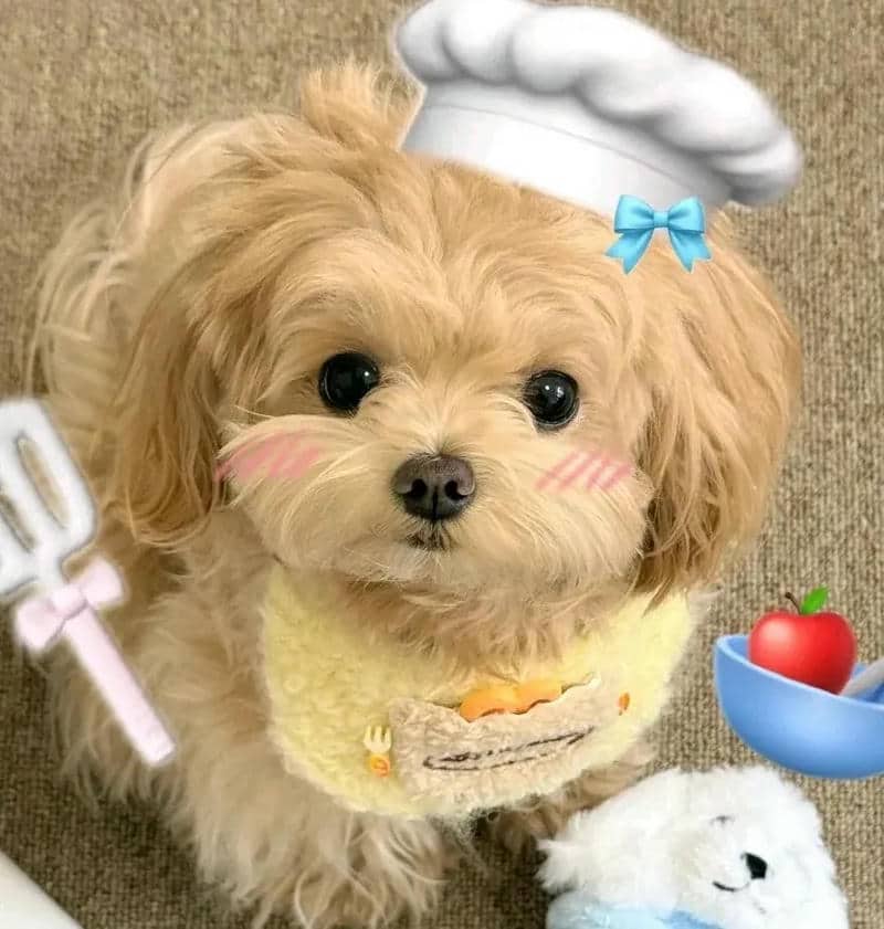 อวาตาร์สุนัขน่ารัก (9)