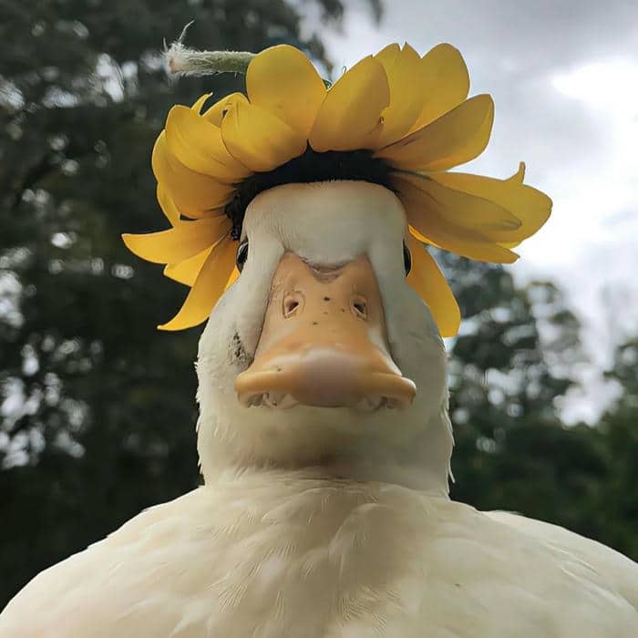 อวาตาร์เป็ด (11)