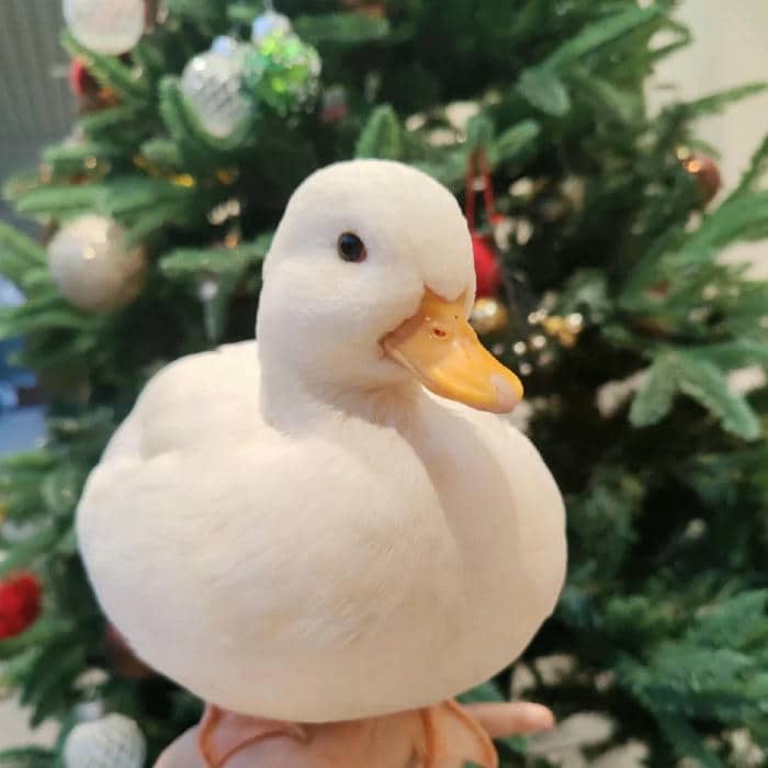 อวาตาร์เป็ด (13)