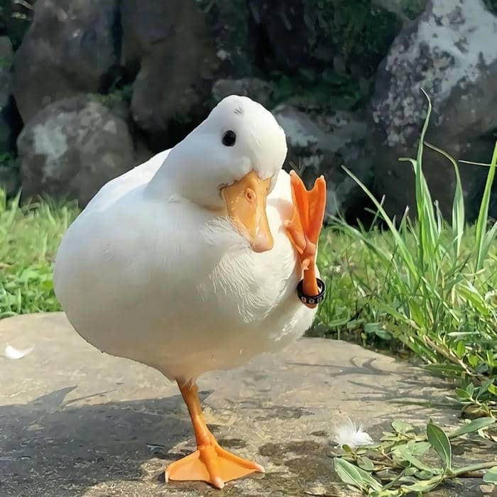 อวาตาร์เป็ด (4)