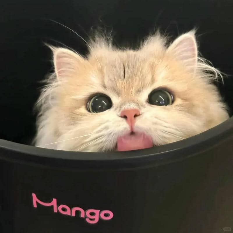 อวาตาร์แมว (1)