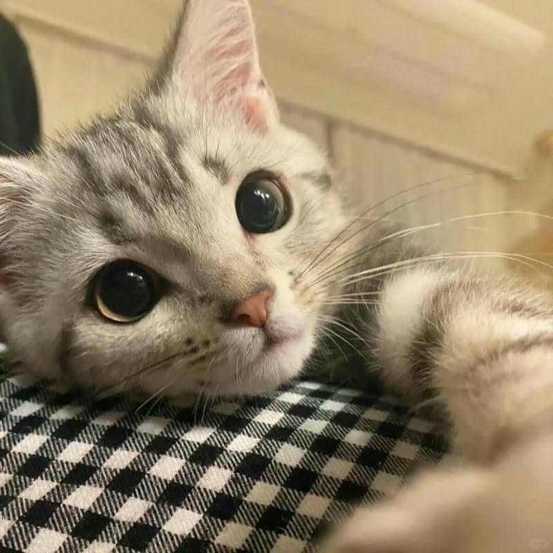 อวาตาร์แมว (10)