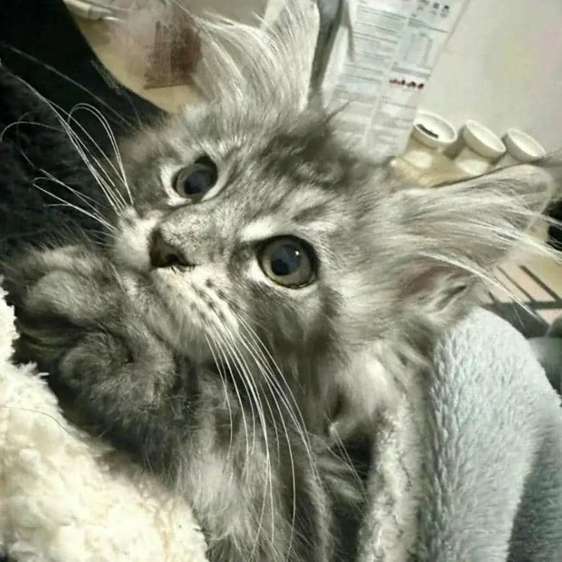 อวาตาร์แมว (11)