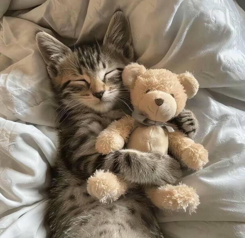 อวาตาร์แมว (12)