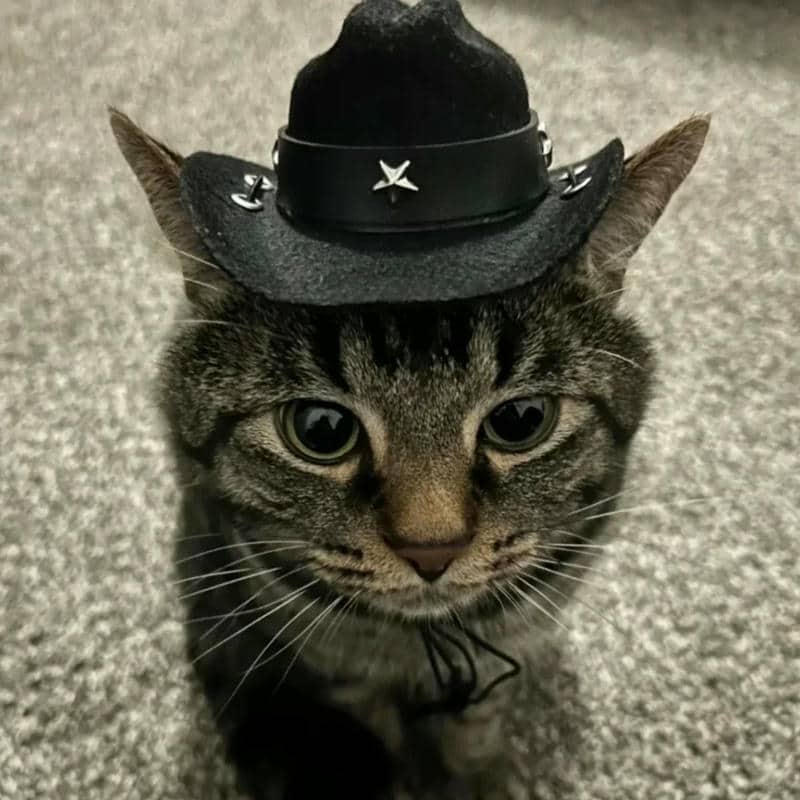 อวาตาร์แมว (13)