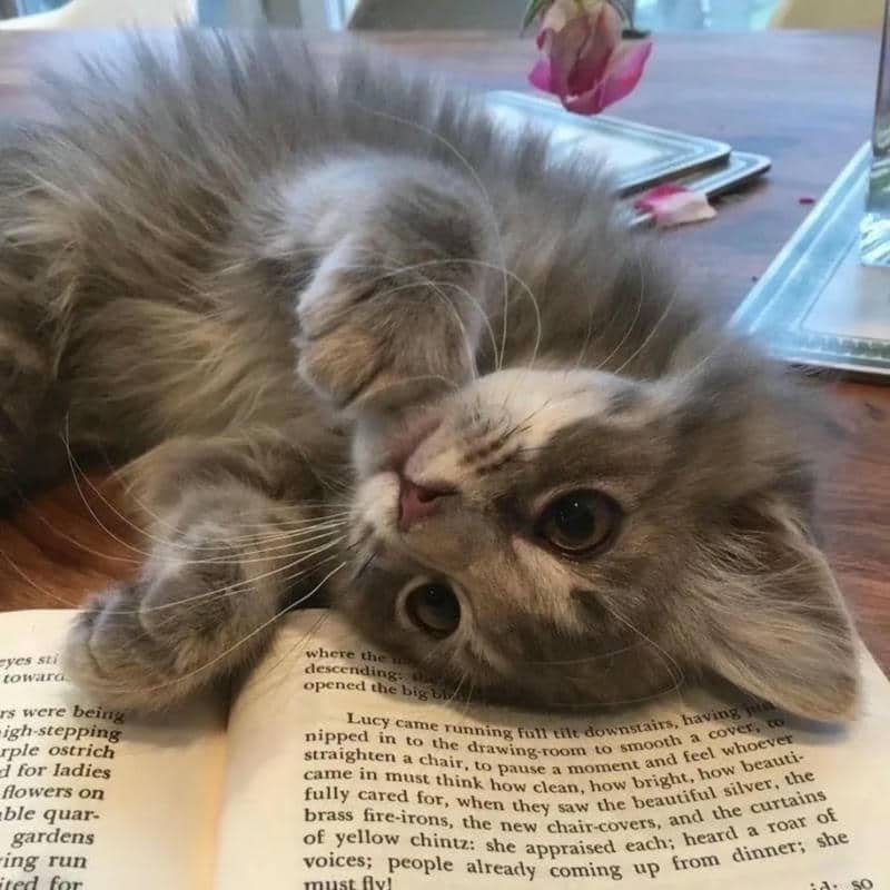 อวาตาร์แมว (14)