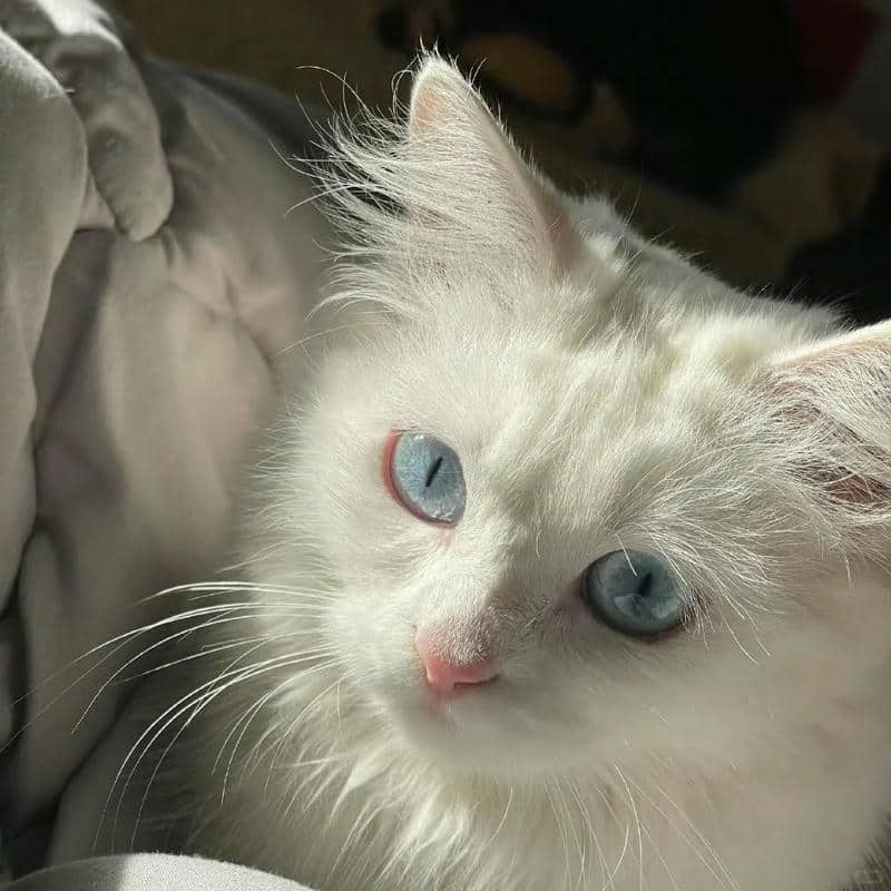 อวาตาร์แมว (16)