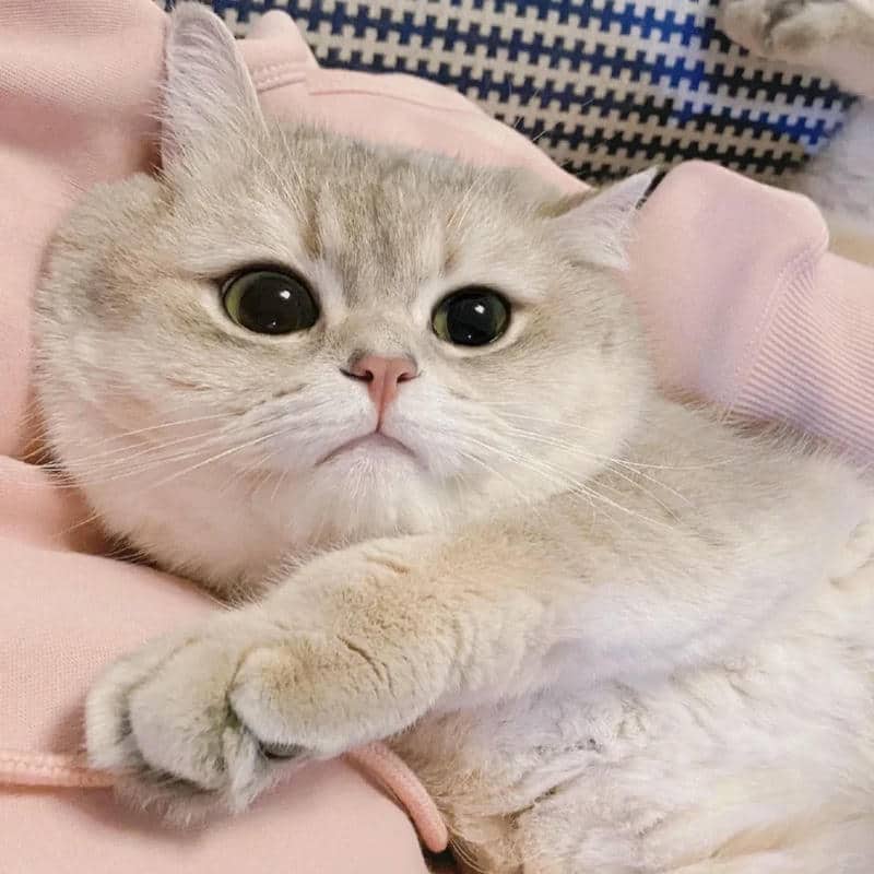 อวาตาร์แมว (17)