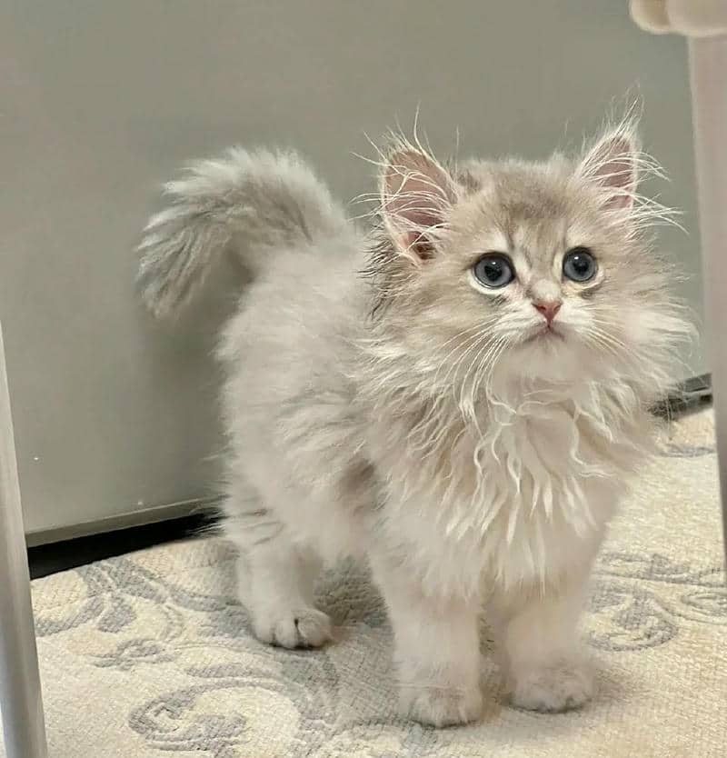 อวาตาร์แมว (19)