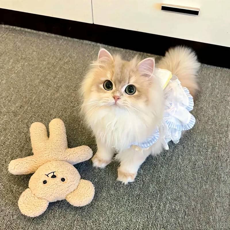 อวาตาร์แมว (2)