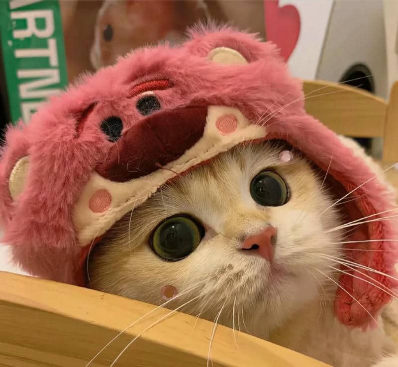 อวาตาร์แมว (20)