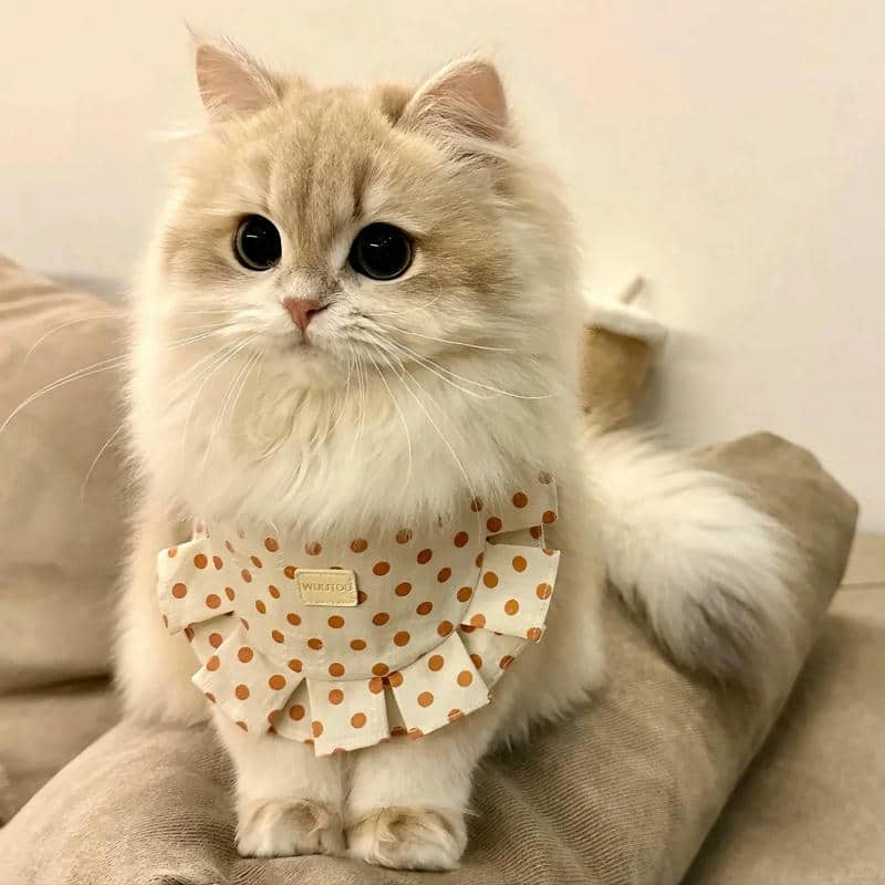 อวาตาร์แมว (21)