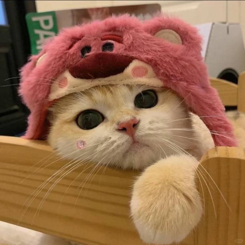 อวาตาร์แมว (23)