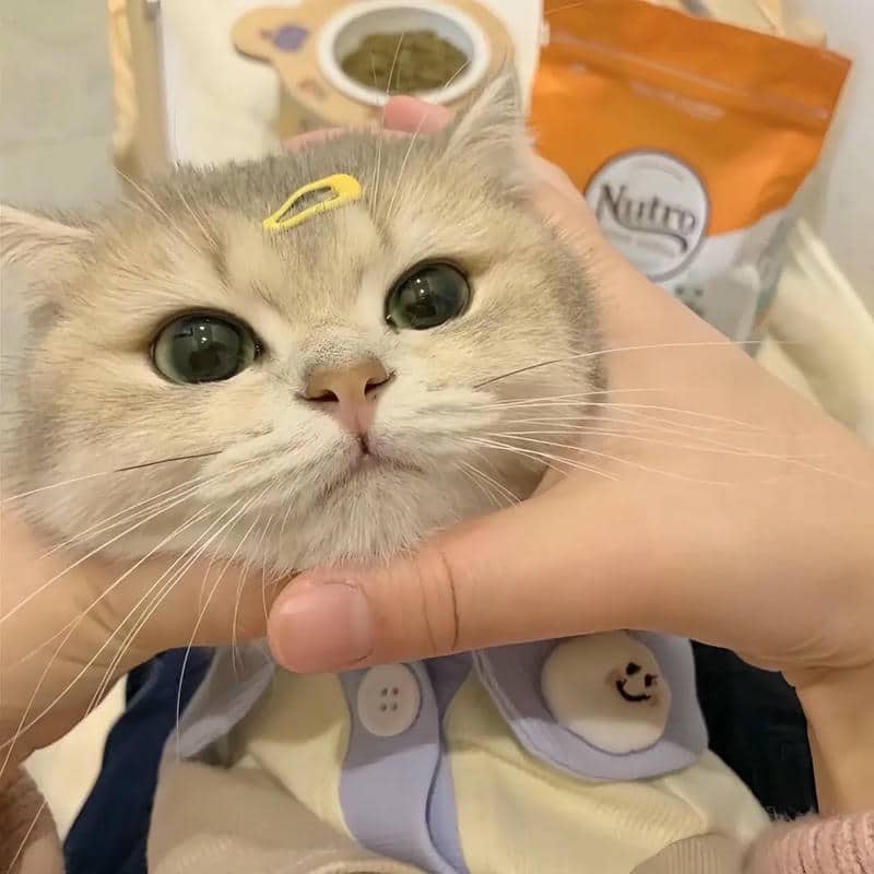 อวาตาร์แมว (24)