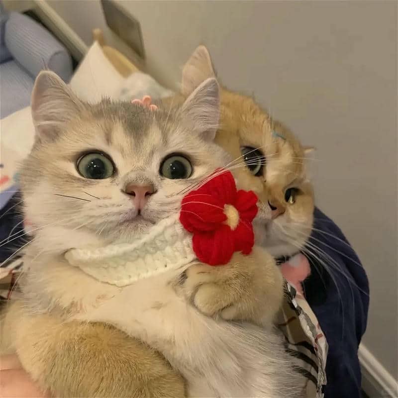 อวาตาร์แมว (25)