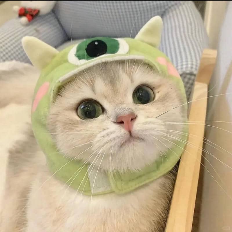 อวาตาร์แมว (26)