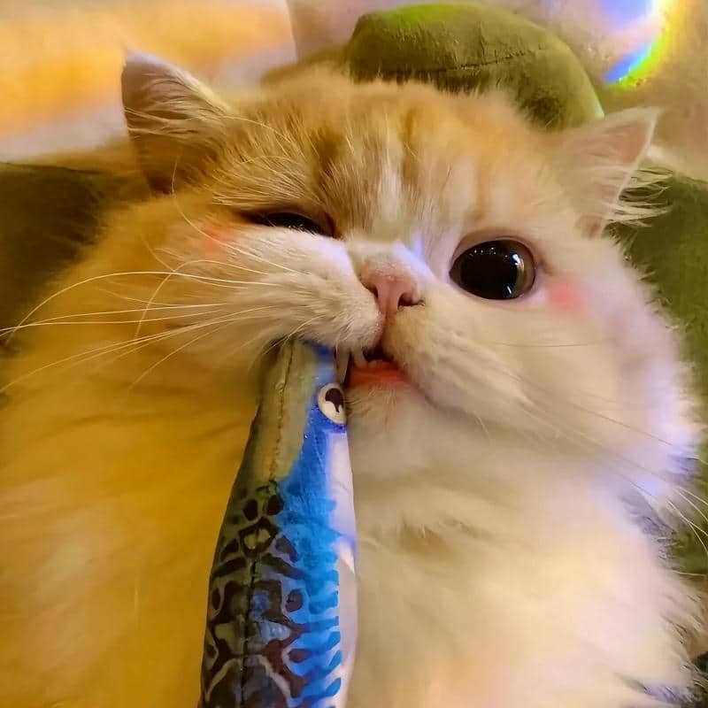 อวาตาร์แมว (27)