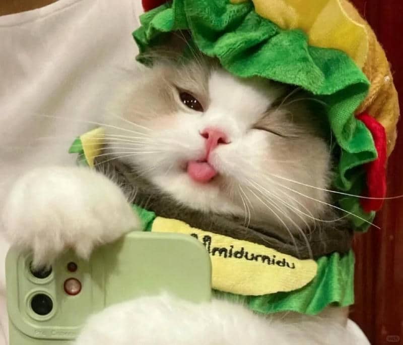 อวาตาร์แมว (29)