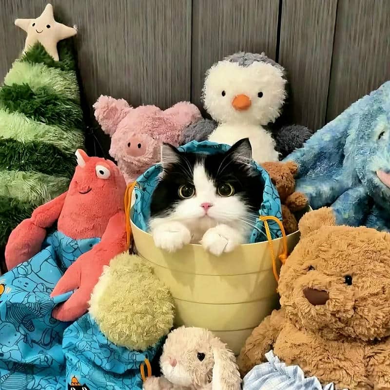 อวาตาร์แมว (3)