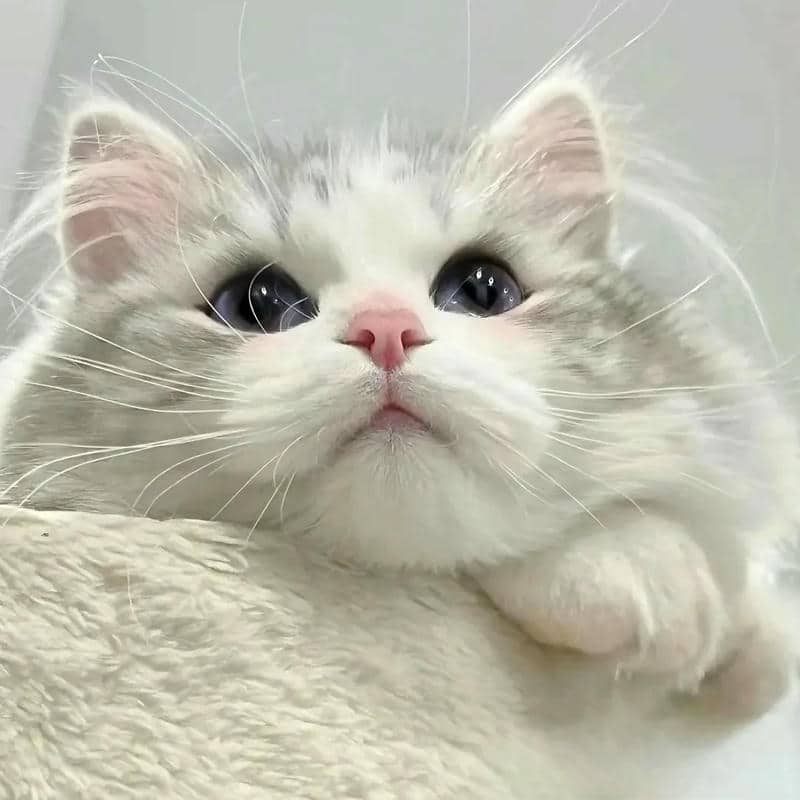 อวาตาร์แมว (30)