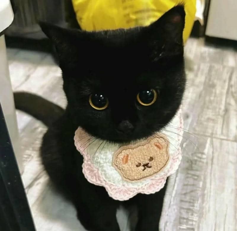 อวาตาร์แมว (33)