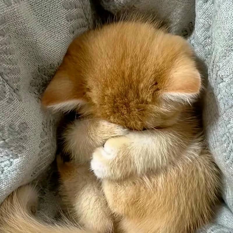 อวาตาร์แมว (4)