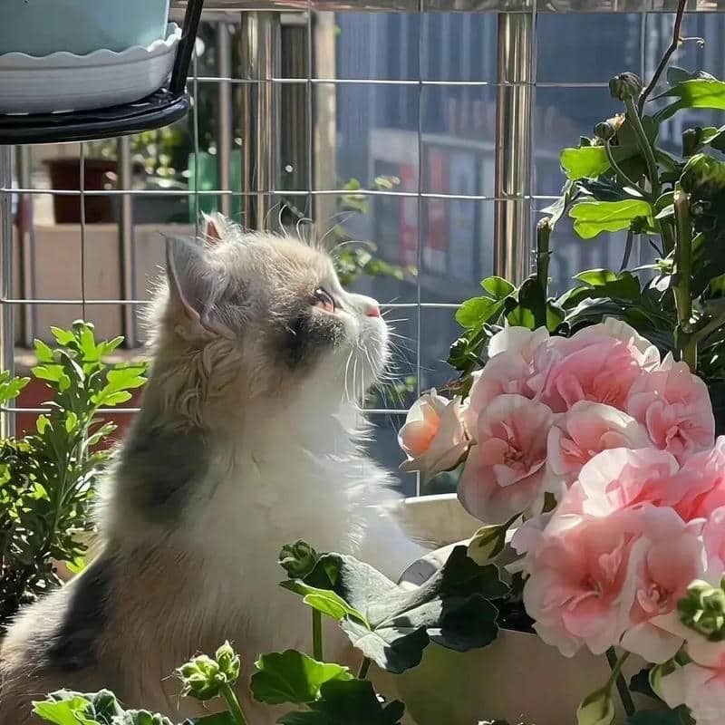 อวาตาร์แมว (6)