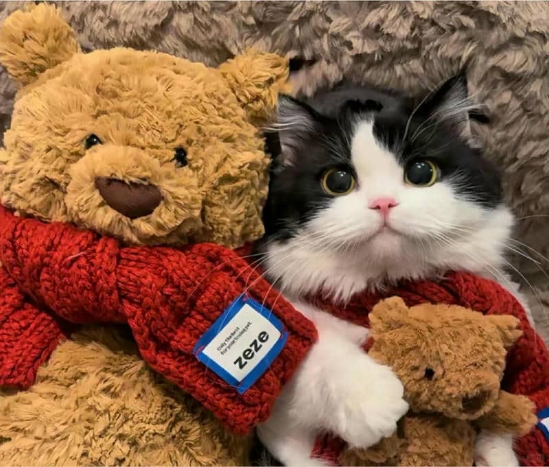 อวาตาร์แมว (8)