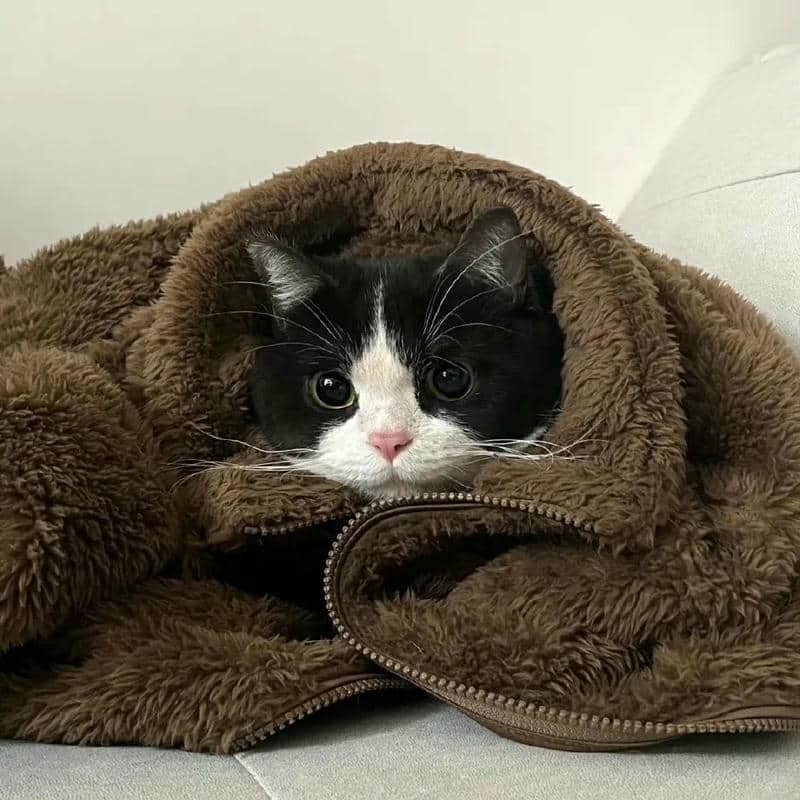 อวาตาร์แมว (9)